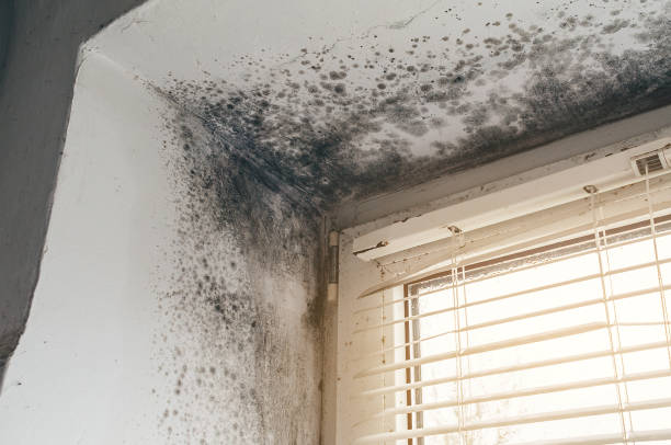 Affordable Attic Mold Removal solutions in Addison, TX